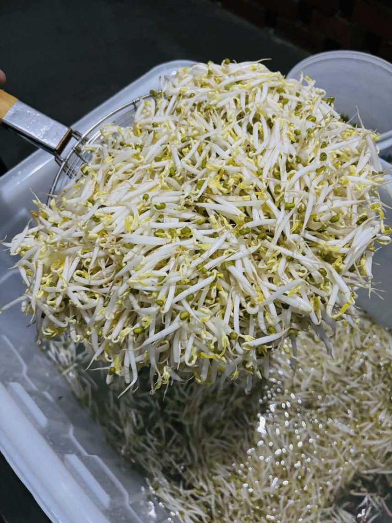 小胖墩粗段绿豆芽，不段黄豆芽