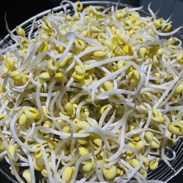 小胖墩粗段绿豆芽，不段黄豆芽