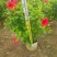 大红花（朱瑾）20-200，基地直销，价钱优惠
