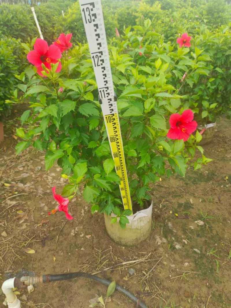 大红花（朱瑾）20-200，基地直销，价钱优惠