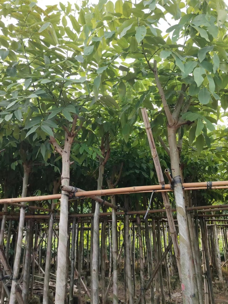 腊肠树4-10公分大量现货，欢迎咨询