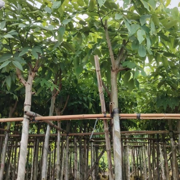 腊肠树4-10公分大量现货，欢迎咨询