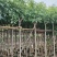 腊肠树4-10公分大量现货，欢迎咨询