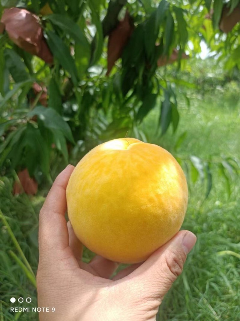 红灯笼黄桃3两5起摘