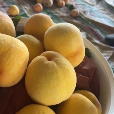 红灯笼黄桃3两5起摘