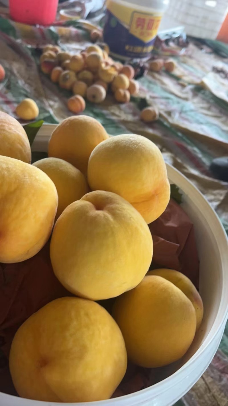 红灯笼黄桃3两5起摘