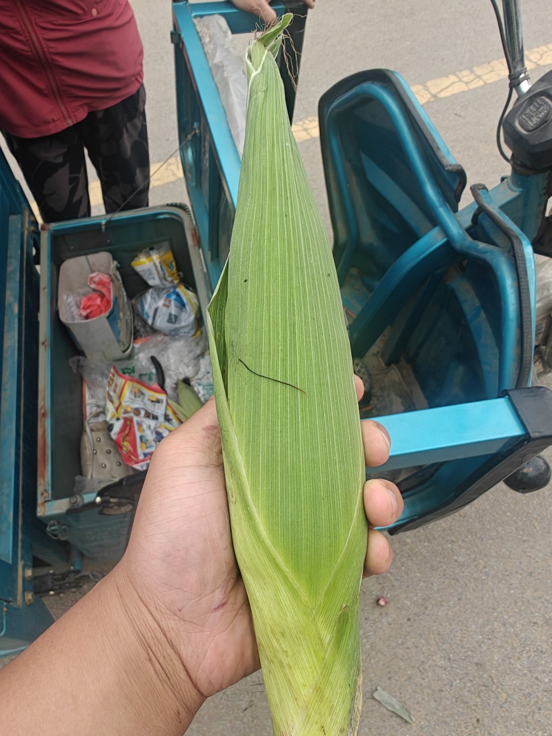 精品黑玉米