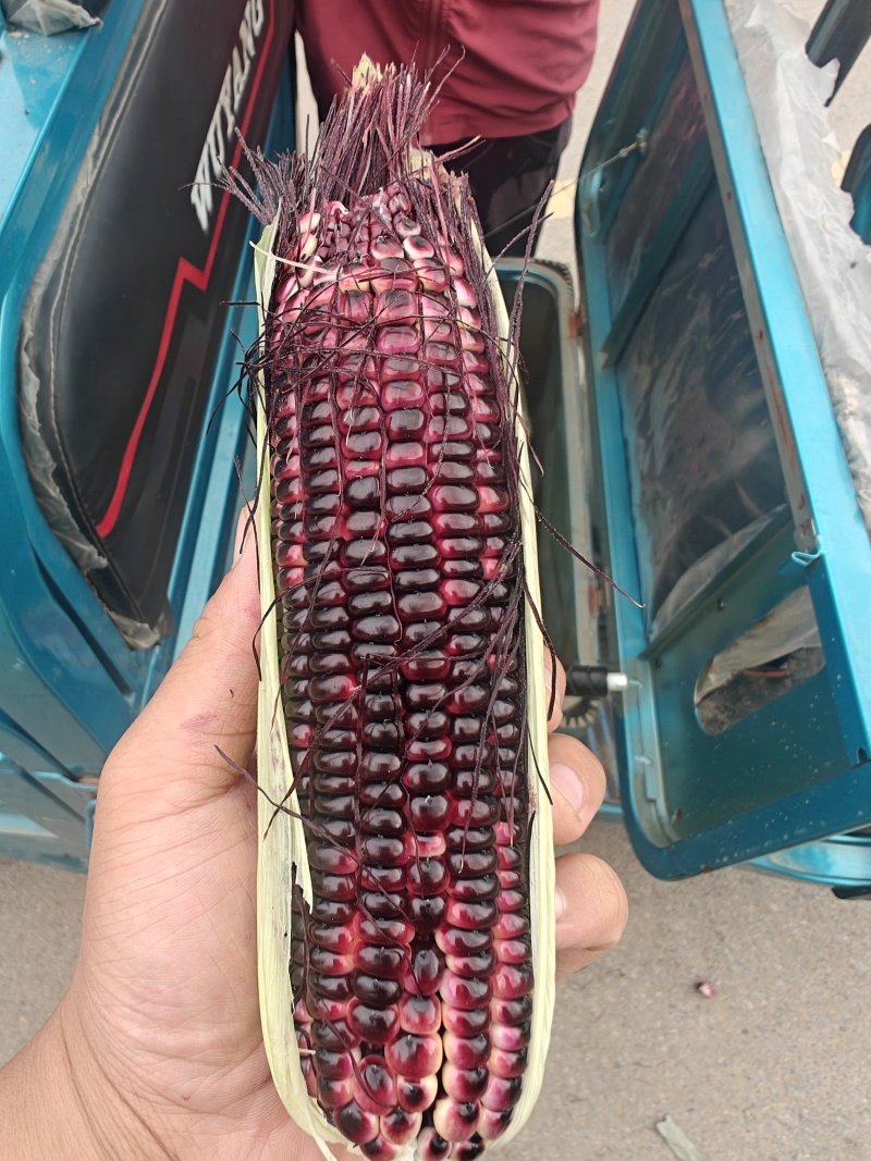 精品黑玉米