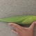精品黑玉米