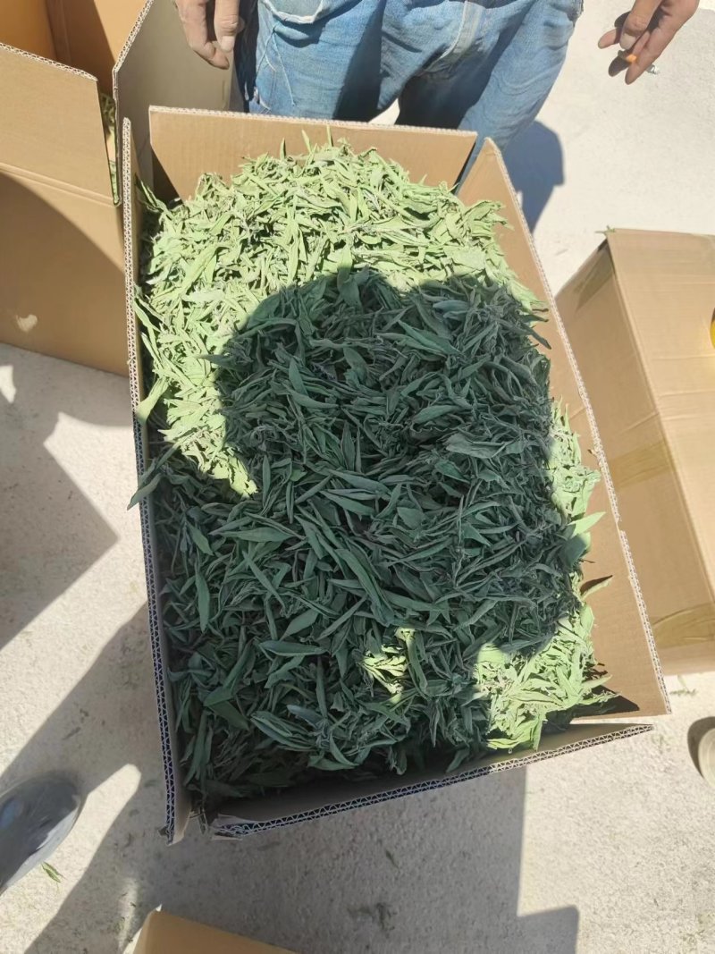 精品甜叶菊叶