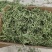 精品甜叶菊叶