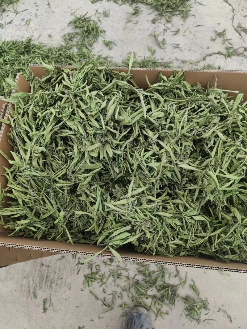 精品甜叶菊叶