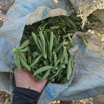 精品甜叶菊叶