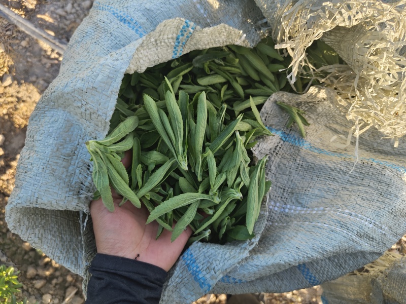 精品甜叶菊叶
