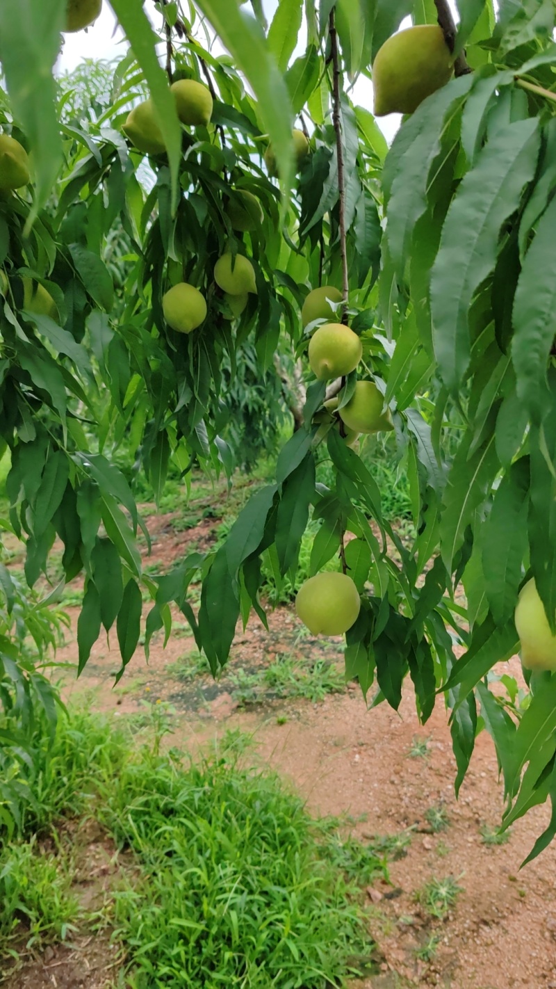 鹰嘴桃