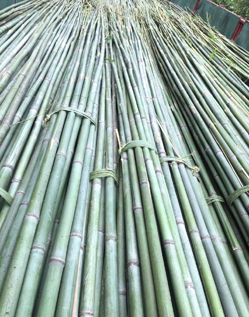 竹山基地，常年供应各种规格竹竿，全国发货，质量保证