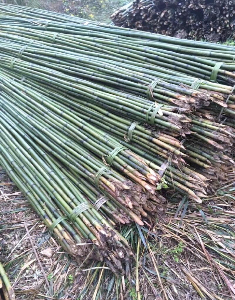 竹山基地，常年供应各种规格竹竿，全国发货，质量保证