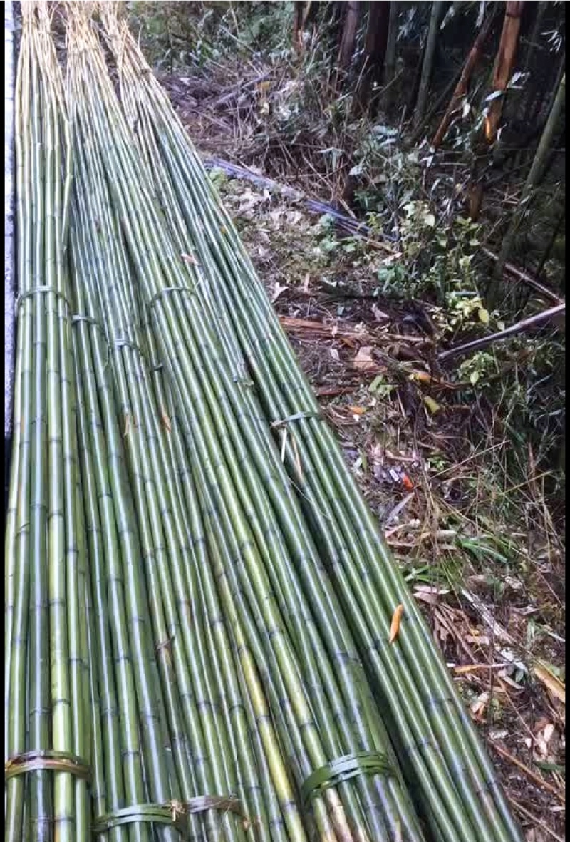 竹山基地，常年供应各种规格竹竿，全国发货，质量保证