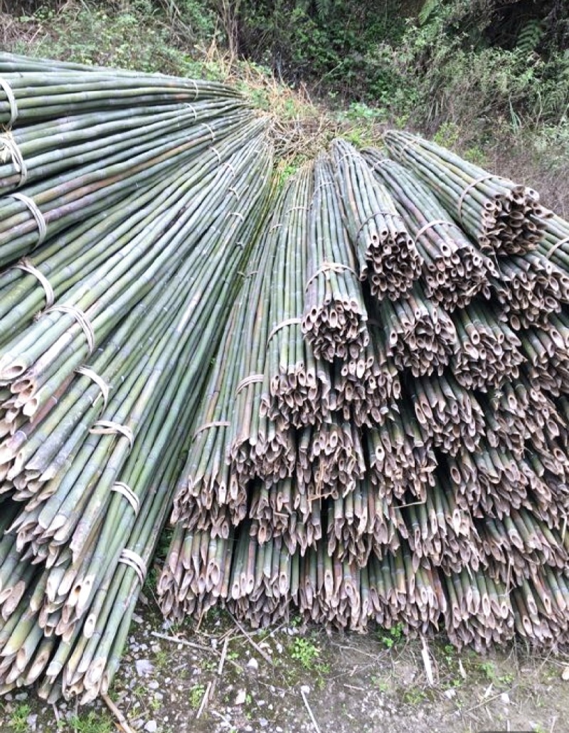 竹山基地，常年供应各种规格竹竿，全国发货，质量保证