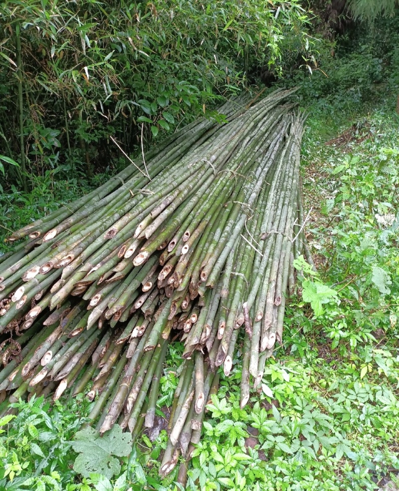 竹山基地，常年供应各种规格竹竿，全国发货，质量保证