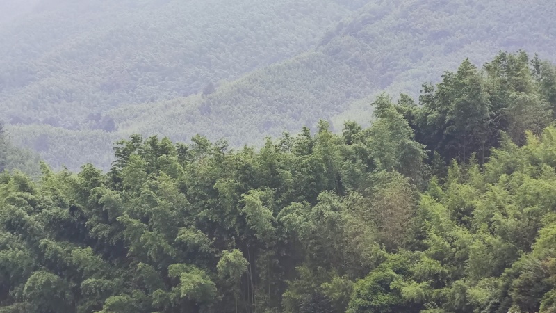 竹山基地，常年供应各种规格竹竿，全国发货，质量保证
