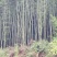 竹山基地，常年供应各种规格竹竿，全国发货，质量保证