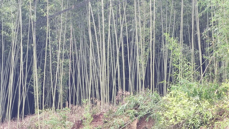竹山基地，常年供应各种规格竹竿，全国发货，质量保证