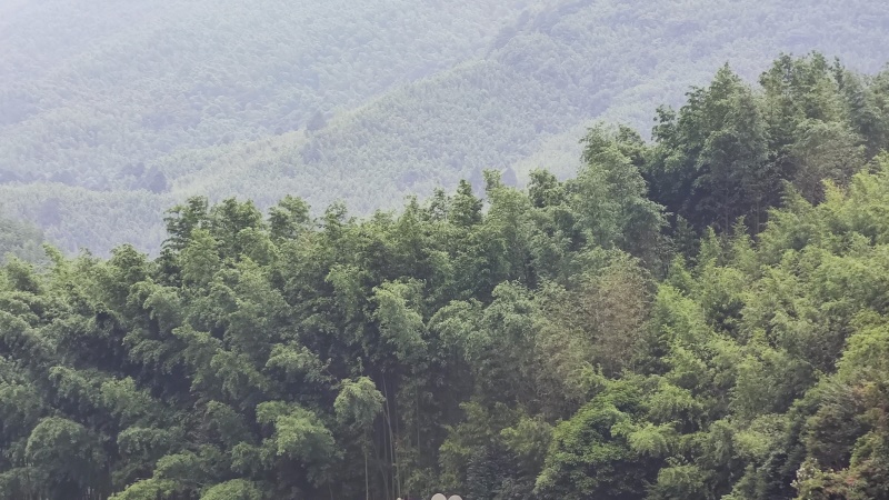 竹山基地，常年供应各种规格竹竿，全国发货，质量保证