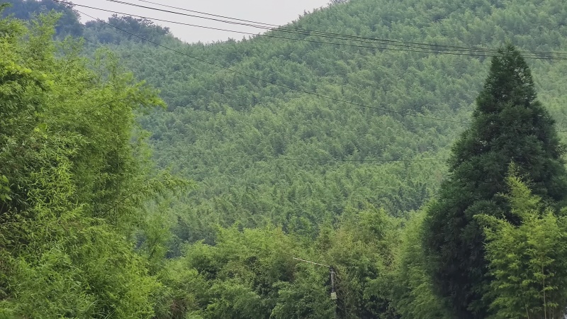 竹山基地，常年供应各种规格竹竿，全国发货，质量保证