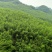 竹山基地，常年供应各种规格竹竿，全国发货，质量保证