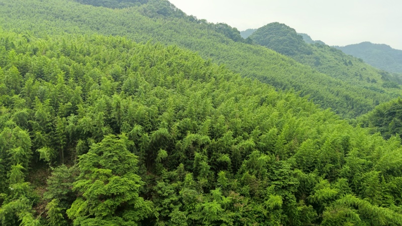 竹山基地，常年供应各种规格竹竿，全国发货，质量保证