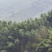 竹山基地，常年供应各种规格竹竿，全国发货，质量保证