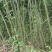竹山基地，常年供应各种规格竹竿，全国发货，质量保证