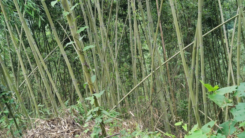 竹山基地，常年供应各种规格竹竿，全国发货，质量保证