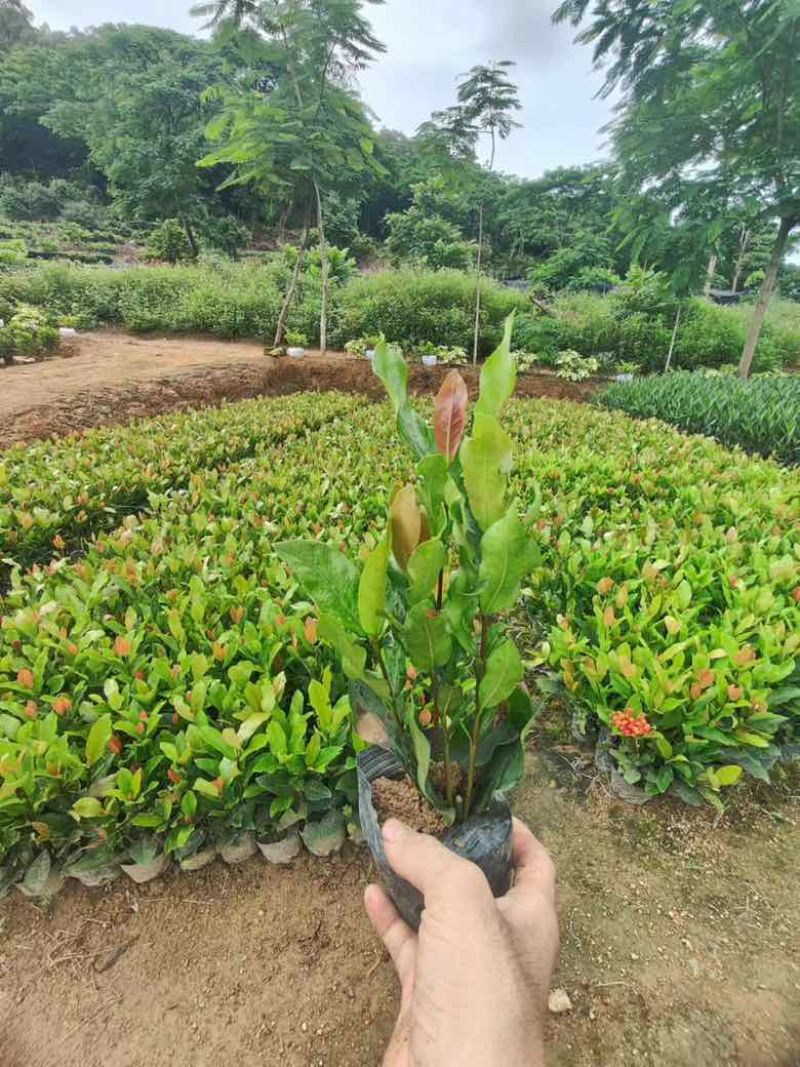 龙船花3斤7斤低价出售