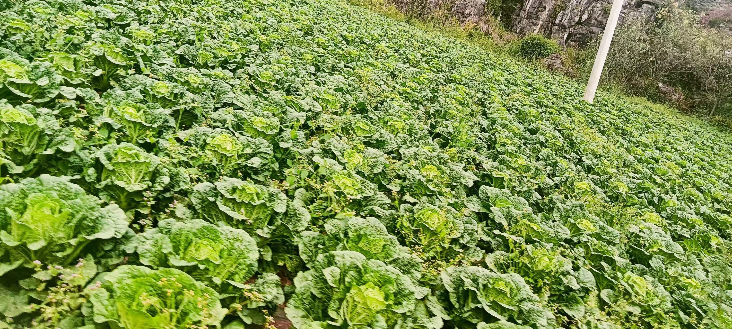 展示一片黄心白菜种植田,农民正在田间劳作,阳光洒在绿油油的菜叶上 黄心白菜田间种植场景