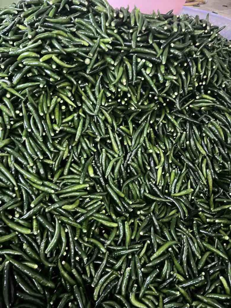 青小米光头强价格美丽大量有货需要的联系我
