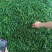 青小米光头强价格美丽大量有货需要的联系我
