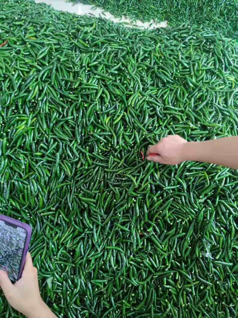 青小米光头强价格美丽大量有货需要的联系我