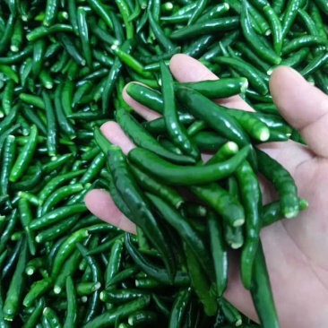 青小米光头强价格美丽大量有货需要的联系我