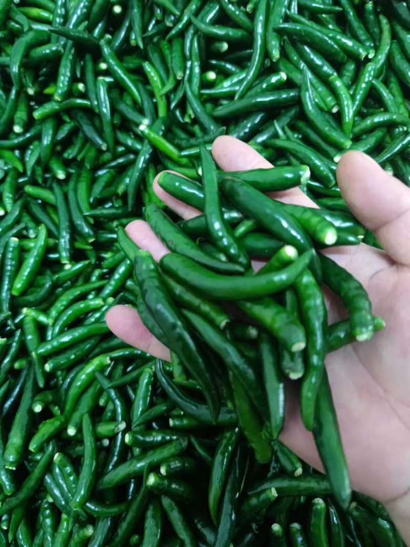 青小米光头强价格美丽大量有货需要的联系我