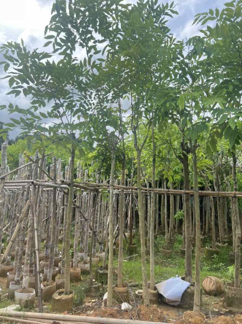 腊肠树3-10分低价出售