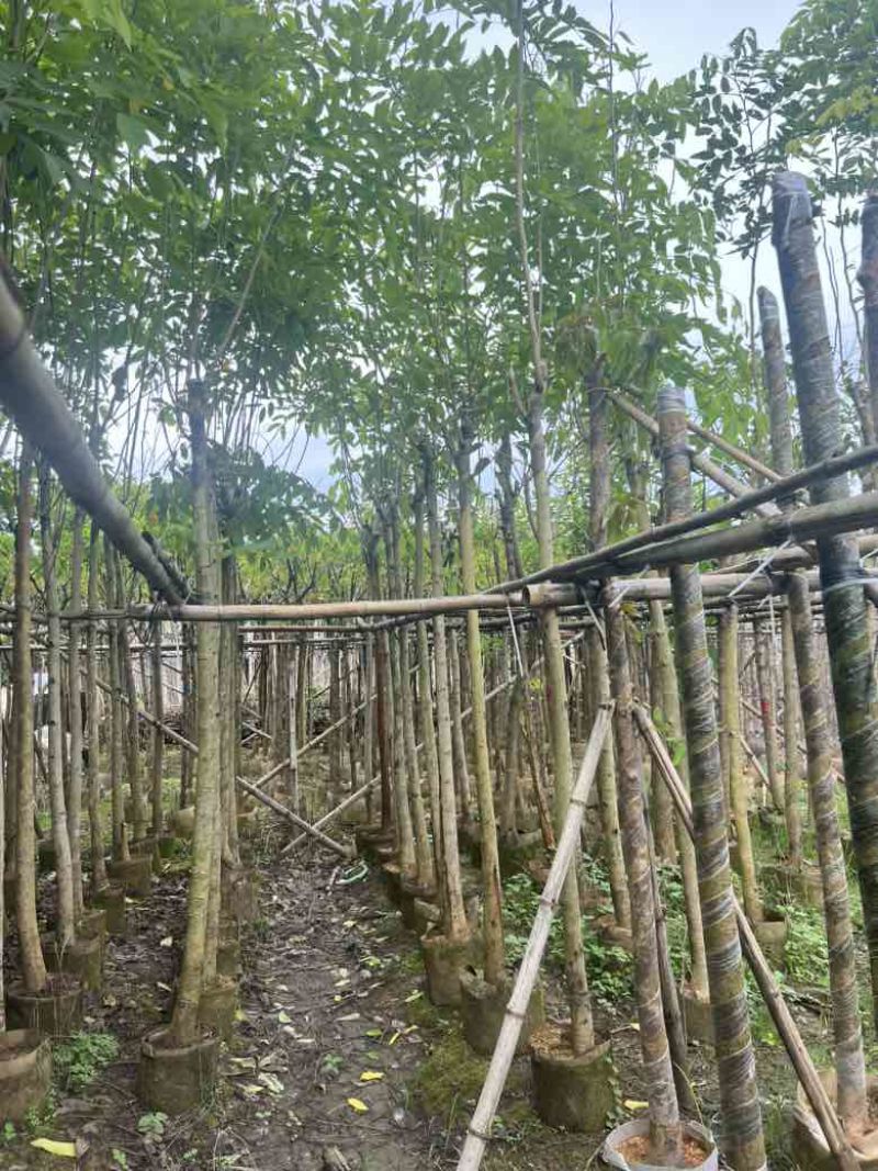 腊肠树3-10分低价出售