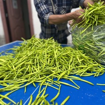 渠县新鲜黄花菜现摘大量批发