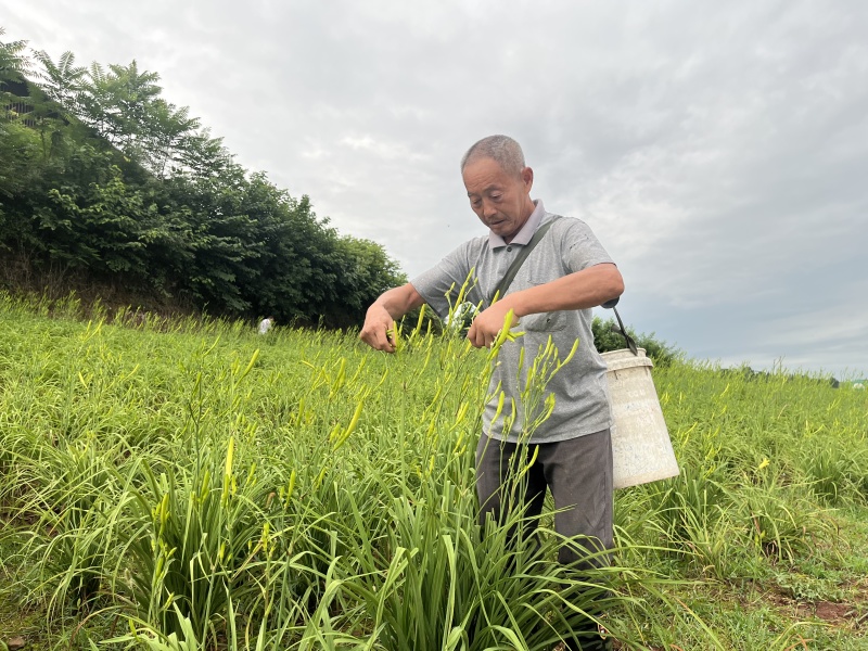 渠县新鲜黄花菜现摘大量批发