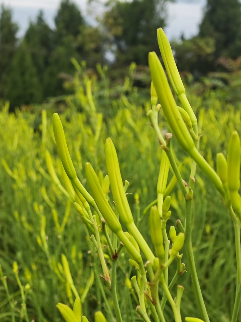 渠县新鲜黄花菜现摘大量批发