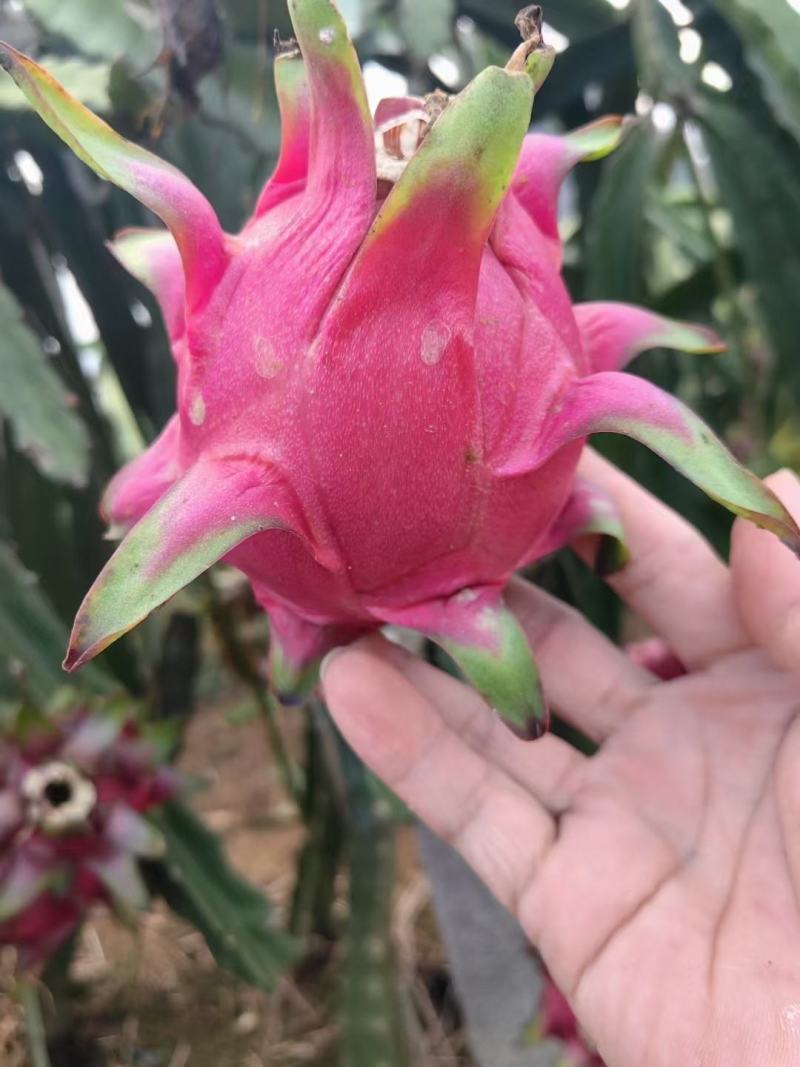 红心火龙果大量上市
