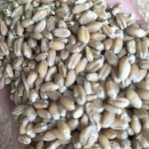 优质小麦，干，湿，都有