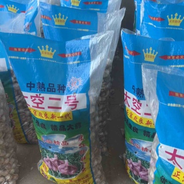 金乡正宗马集太空蒜种