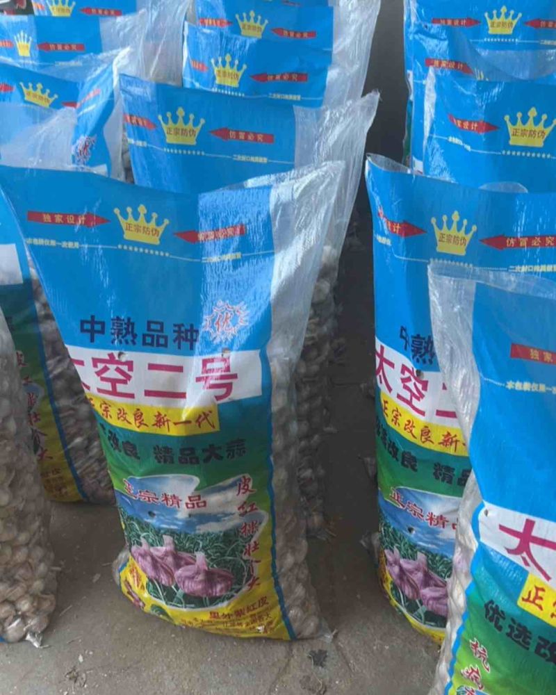金乡正宗马集太空蒜种